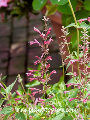 Raspberry Nectar Agastache